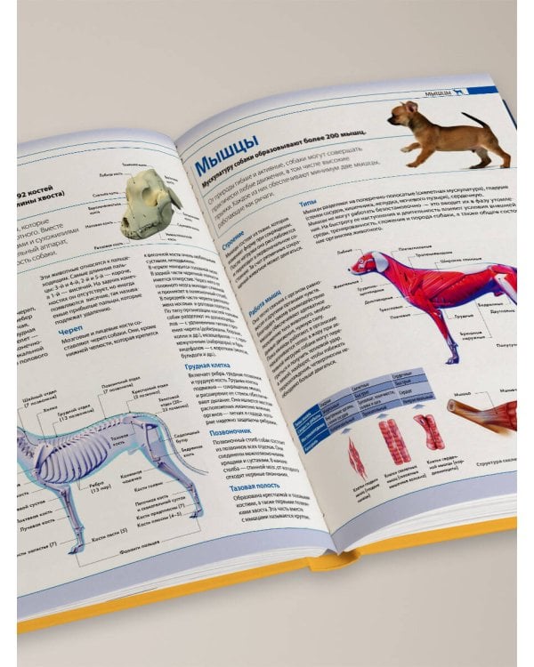 Собаки. Подарочная иллюстрированная энциклопедия (новое оформление)