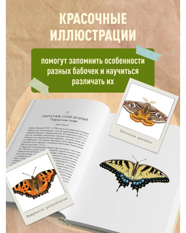 Дополнительное изображение книги «Бабочки! Маленькая энциклопедия. Обаятельная книжка о красивом существе»
