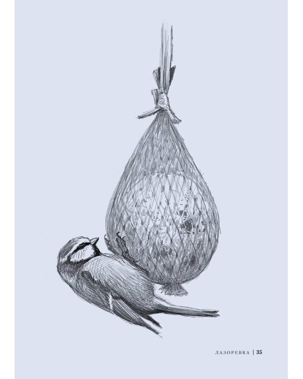 Птицы: Крылатые чудеса природы