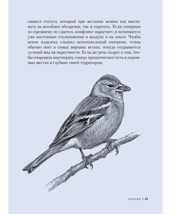 Птицы: Крылатые чудеса природы