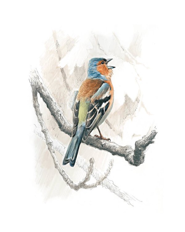 Птицы: Крылатые чудеса природы