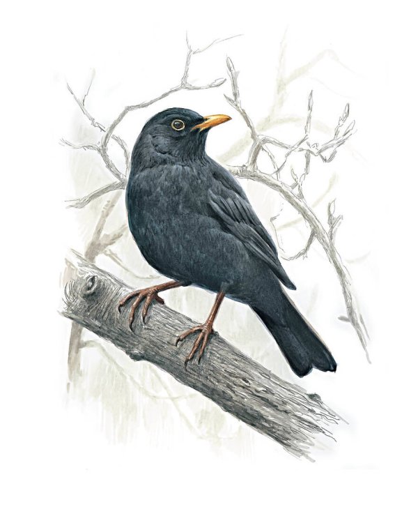 Птицы: Крылатые чудеса природы