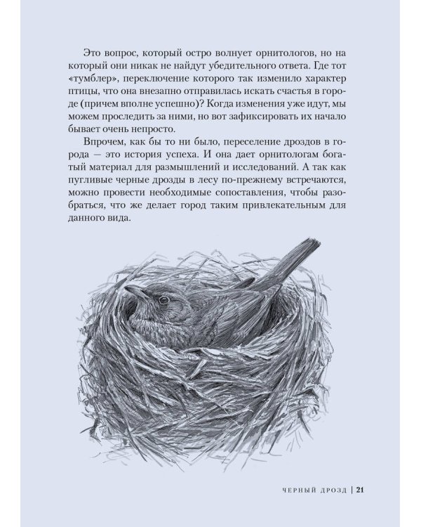 Птицы: Крылатые чудеса природы