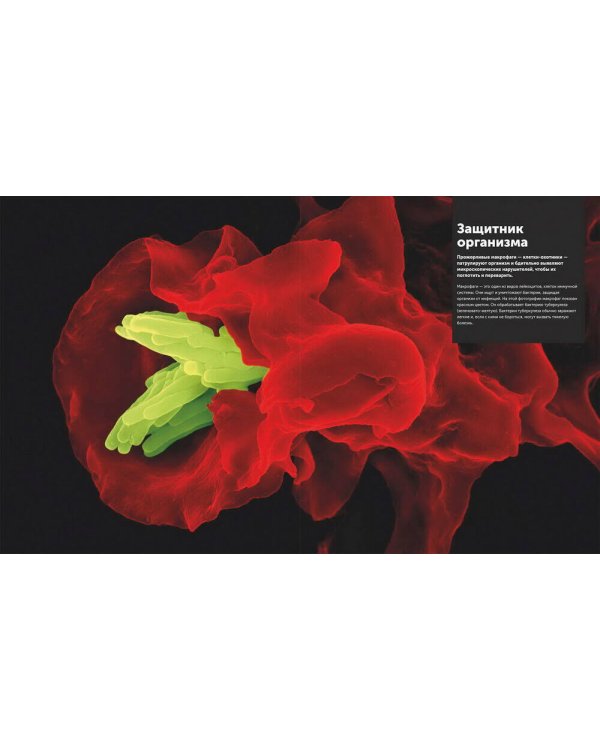 Анатомия человека. Самая полная современная энциклопедия