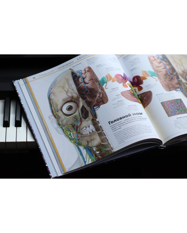 Анатомия человека. Самая полная современная энциклопедия