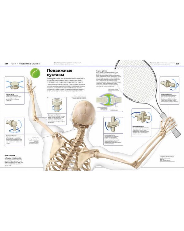 Анатомия человека. Самая полная современная энциклопедия