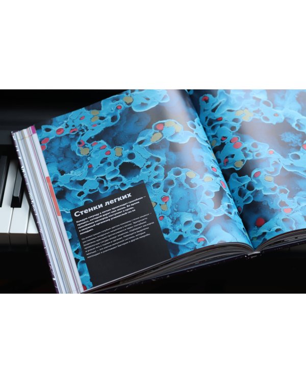 Анатомия человека. Самая полная современная энциклопедия