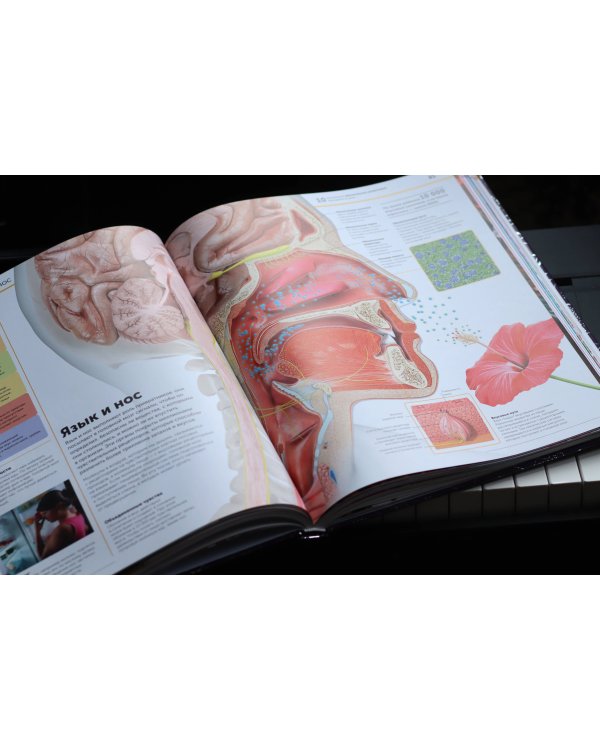 Анатомия человека. Самая полная современная энциклопедия