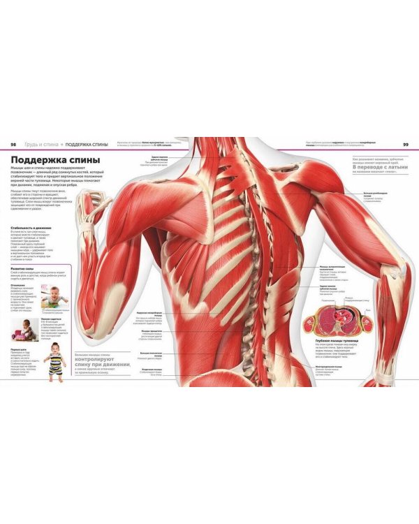 Анатомия человека. Самая полная современная энциклопедия