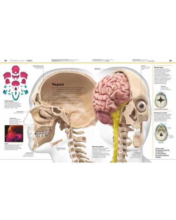 Анатомия человека. Самая полная современная энциклопедия