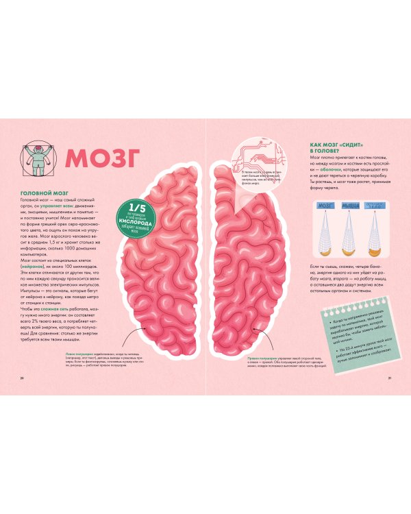 Твое тело. Как оно работает и меняется