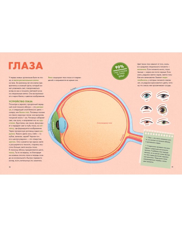 Твое тело. Как оно работает и меняется
