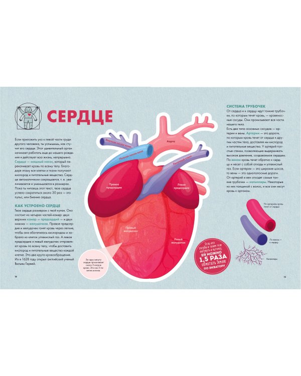 Твое тело. Как оно работает и меняется