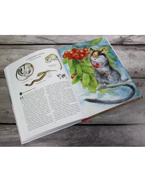 КРАСНАЯ КНИГА. Животные на грани вымирания