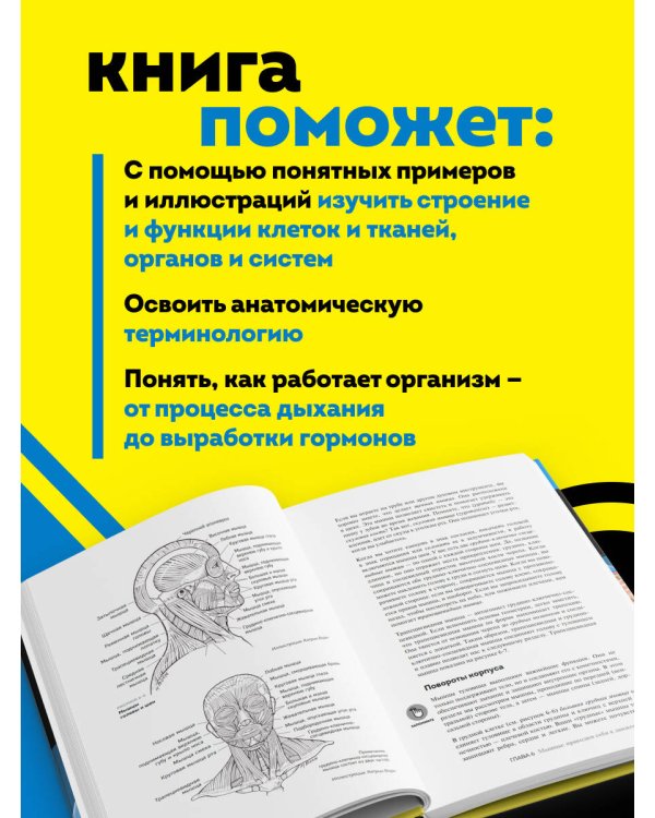 Анатомия и физиология для чайников