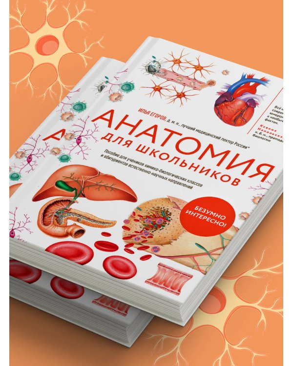 Анатомия для школьников. Пособие для учеников химико-биологических классов и абитуриентов естественно-научных направлений