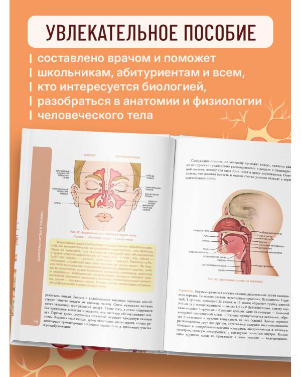 Анатомия для школьников. Пособие для учеников химико-биологических классов и абитуриентов естественно-научных направлений