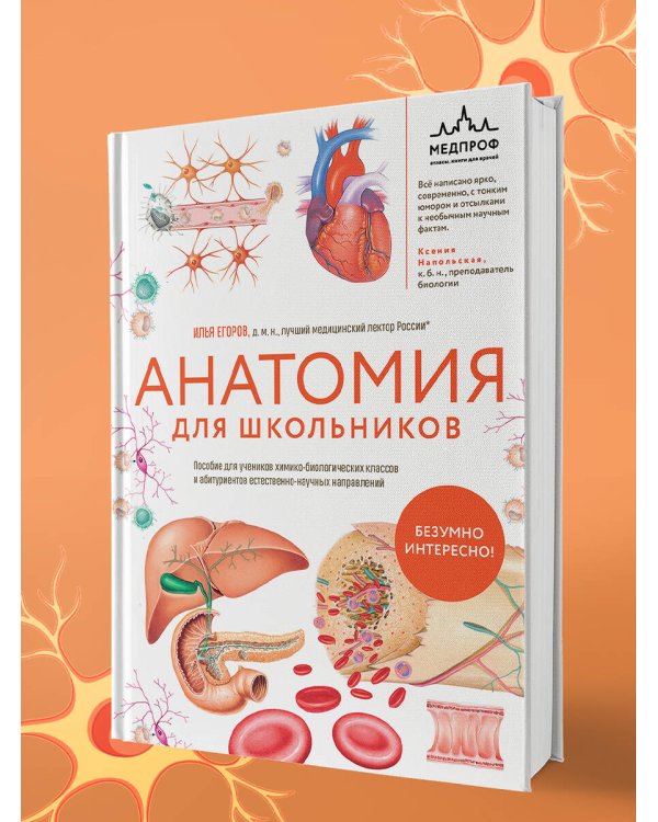 Анатомия для школьников. Пособие для учеников химико-биологических классов и абитуриентов естественно-научных направлений