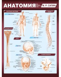 Анатомия. Самая компактная анатомическая таблица