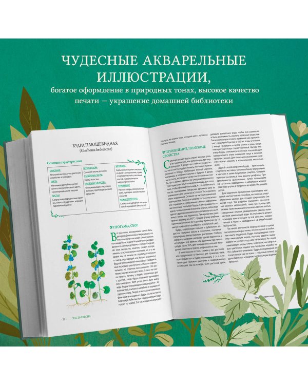 Гримуар травницы. Иллюстрированный справочник по сбору, заготовкам и полезным свойствам дикорастущих растений