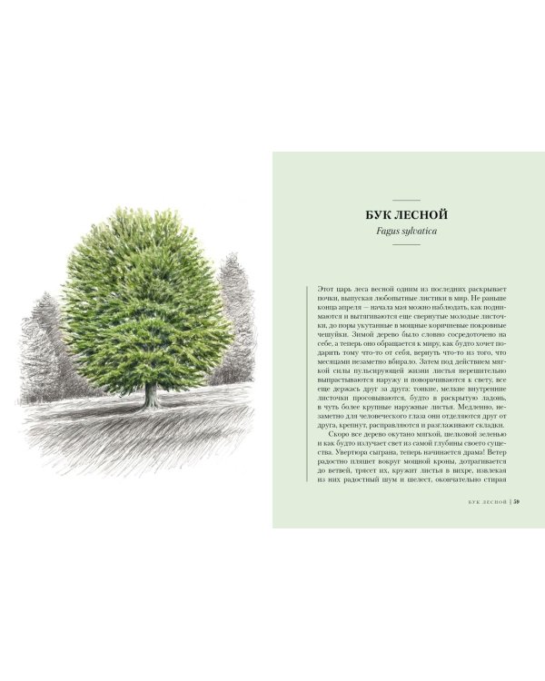 Деревья. Как жизни человека и дерева переплетены друг с другом