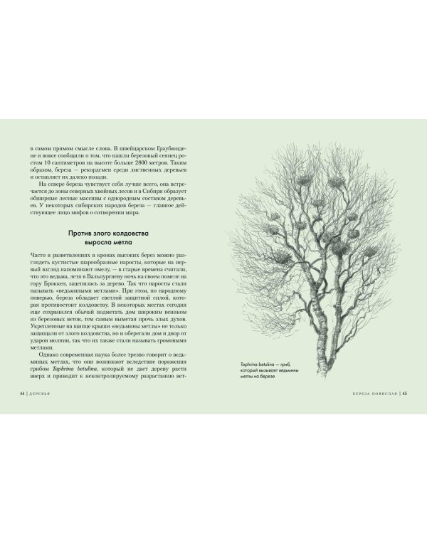 Деревья. Как жизни человека и дерева переплетены друг с другом