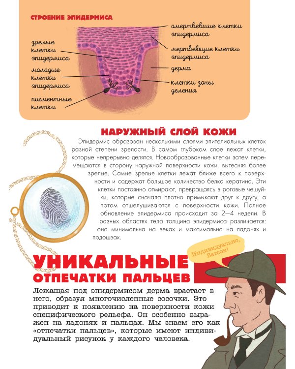 Тело человека