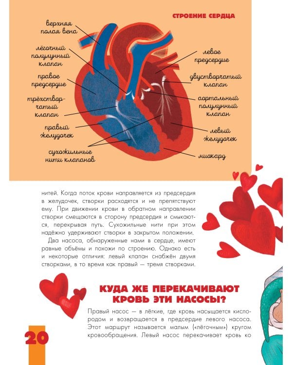 Тело человека