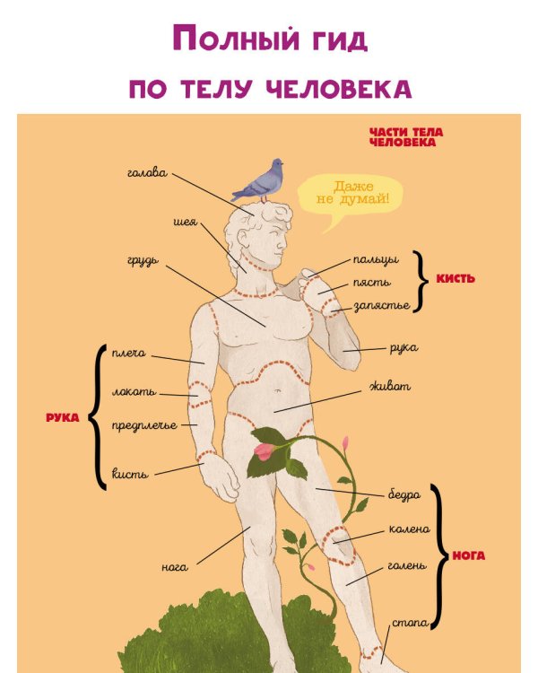 Тело человека