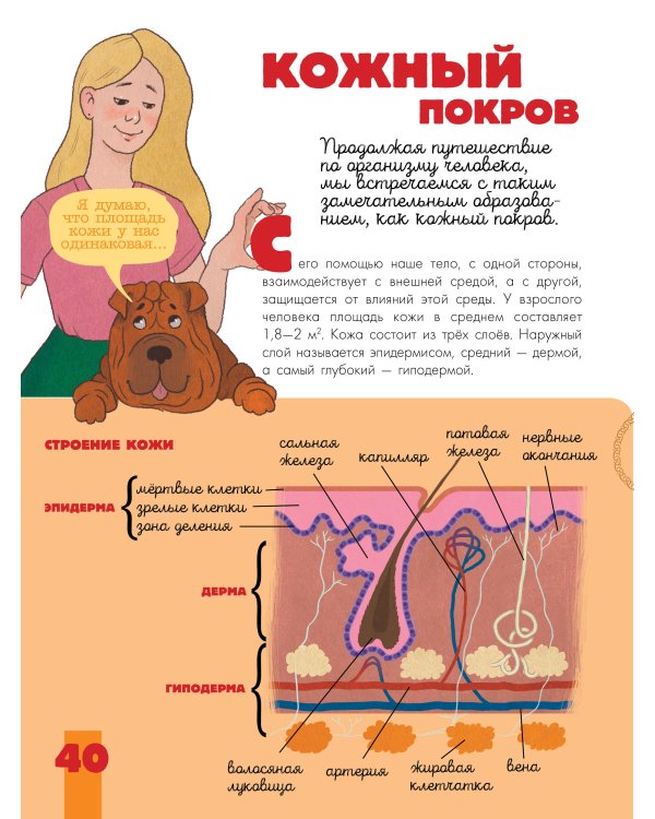 Тело человека