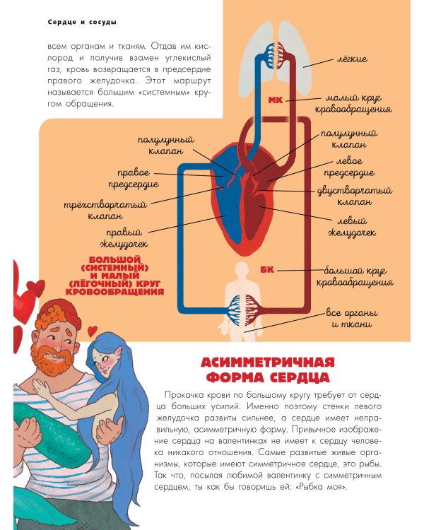 Тело человека