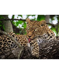 Алмаз мозаика (клас.) 30х40 см, с подр., с полн. заполн.(цв.) Хищный леопард на дереве (Арт.AC34037)