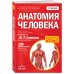Анатомия человека: 2 издание