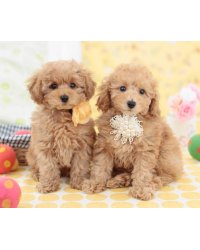 Алмаз. моз. квадратная  30x40, (класс.)без подр.,с полн.зап. (29цв) Милые щенки пуделя (Арт. FW-003)