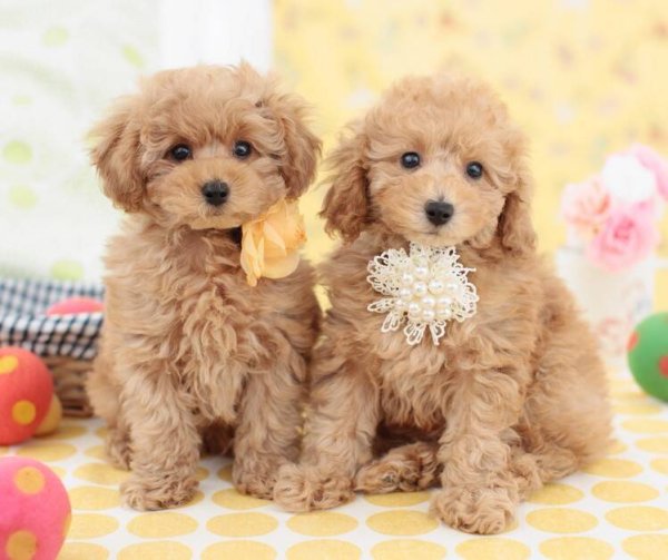 Алмаз. моз. квадратная  30x40, (класс.)без подр.,с полн.зап. (29цв) Милые щенки пуделя (Арт. FW-003)