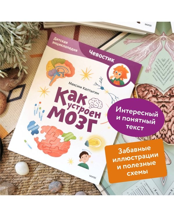 Как устроен мозг. Детская энциклопедия (Чевостик) (Paperback)
