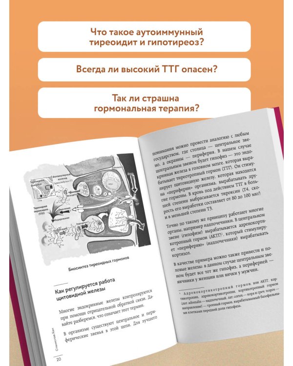 Страсти по щитовидке. Аутоиммунный тиреоидит, гипотиреоз: почему иммунитет работает против нас?