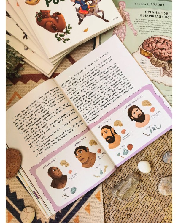 Как устроен мозг. Детская энциклопедия (Чевостик) (Paperback)