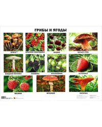 Грибы и ягоды (плакат)
