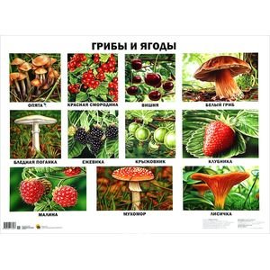 Грибы и ягоды (плакат)
