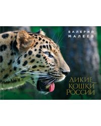 Дикие кошки России: иллюстрированный авторский фотоальбом