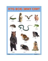 Развивающие плакаты. Кто всю зиму спит