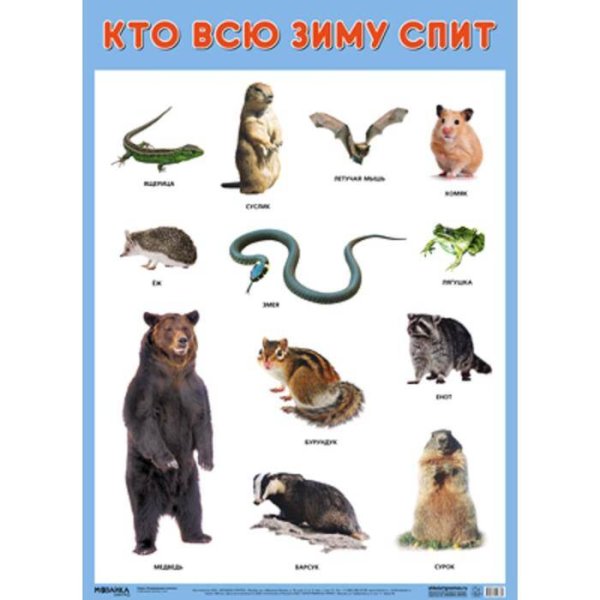 Обложка книги «Развивающие плакаты. Кто всю зиму спит», ISBN 9785431516382