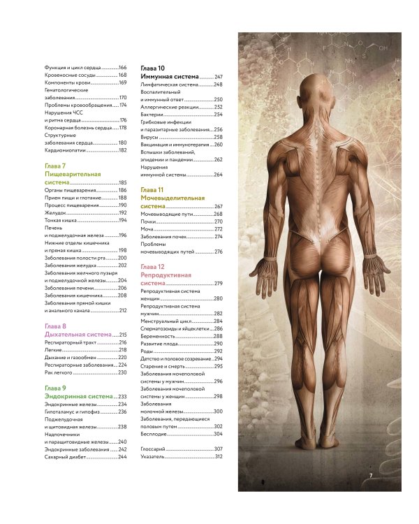 Анатомия человека. Визуальный гид по всем системам организма: норма и патологии