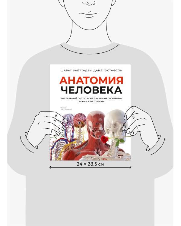Анатомия человека. Визуальный гид по всем системам организма: норма и патологии