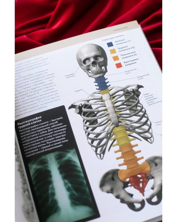 Анатомия человека. Визуальный гид по всем системам организма: норма и патологии