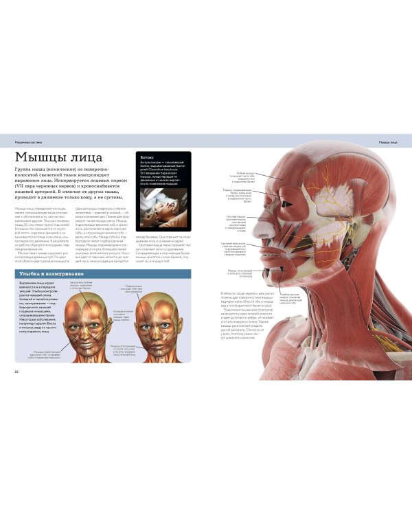 Анатомия человека. Визуальный гид по всем системам организма: норма и патологии