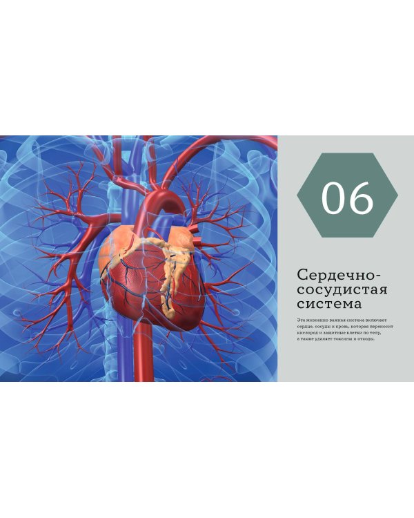 Анатомия человека. Визуальный гид по всем системам организма: норма и патологии