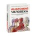 Анатомия человека. Визуальный гид по всем системам организма: норма и патологии