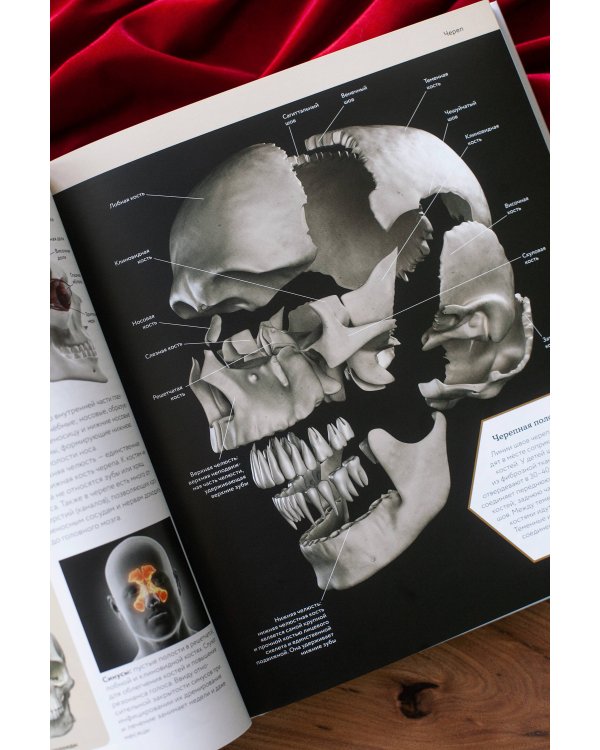 Анатомия человека. Визуальный гид по всем системам организма: норма и патологии